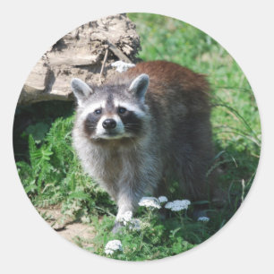Raccoon Runder Aufkleber