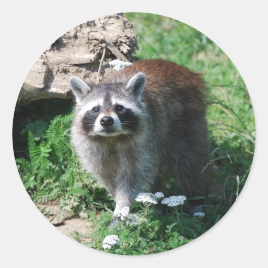 Raccoon Runder Aufkleber (Vorderseite)
