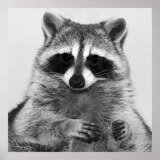Raccoon Schwarzweiß-Portrait-Poster Poster (Vorne)