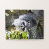 Raccoon Schwimmen im Wasser Puzzle (Horizontal)