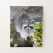 Raccoon Schwimmen im Wasser Puzzle (Vertikal)