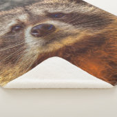 Raccoon Sherpadecke (3/4)