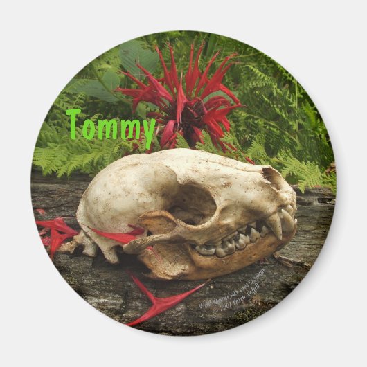 Raccoon Skull Altes Holz mit Farne und rote Monard Magnet (Vorne)