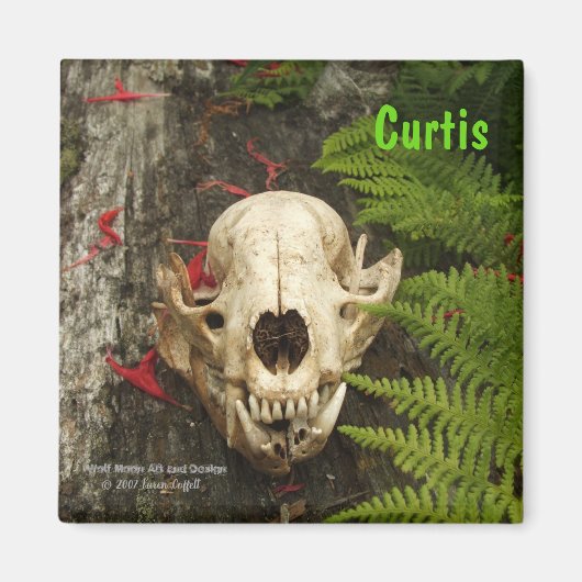 Raccoon Skull Altes Holz mit Farne und rote Monard Magnet (Vorne)