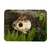 Raccoon Skull Altes Holz mit Farne und rote Monard Magnet (Horizontal)