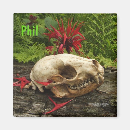 Raccoon Skull Altes Holz mit Farne und rote Monard Magnet (Vorne)