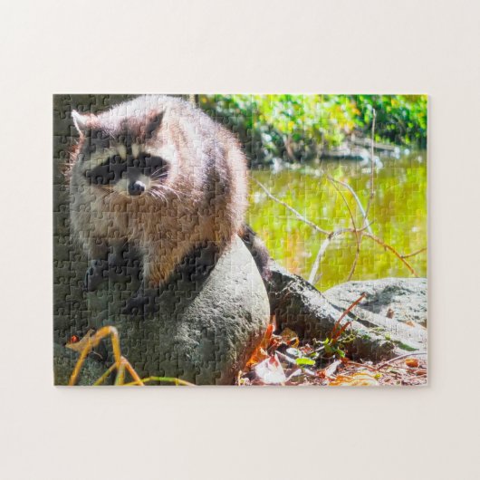 Raccoon Stanley Park Vancouver. Puzzle (Horizontal)