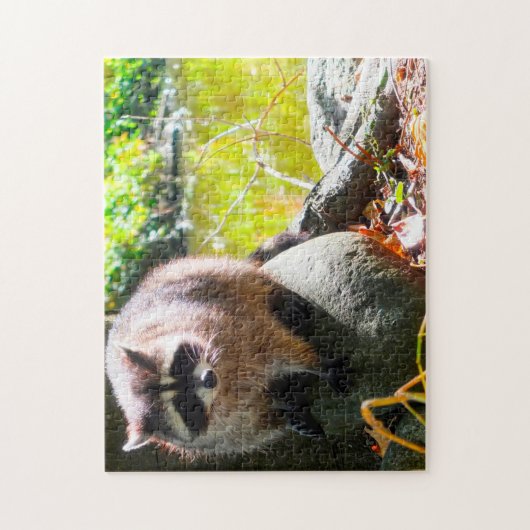 Raccoon Stanley Park Vancouver. Puzzle (Vertikal)