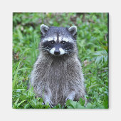 Raccoon Stehend Magnet (Vorne)