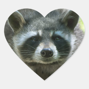 Raccoon Stickers