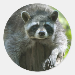 Raccoon Stickers