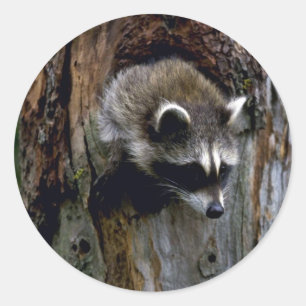 Raccoon-Summer-youngster in Hohlbaum Runder Aufkleber