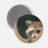 Raccoon-Verstecken Magnet (Vorderseite/Rückseite)