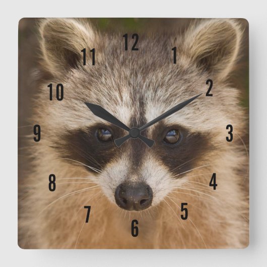 Raccoon Wall Clock Quadratische Wanduhr (Vorderseite)