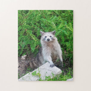 Raccoon Wild Animal Jigsaw Puzzle