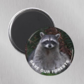 Raccoon Wildlife Foto Foservation Magnet