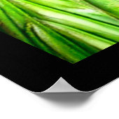 Raccoon Wildlife Fotografy Poster (Ecke)