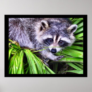 Raccoon Wildlife Fotografy Poster