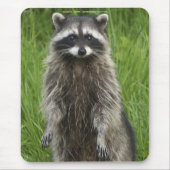 RACCOON WILDLIFE Mousepads (Vorne)