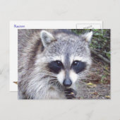 Raccoon Wildlife Series # 8 Postkarte (Vorne/Hinten)