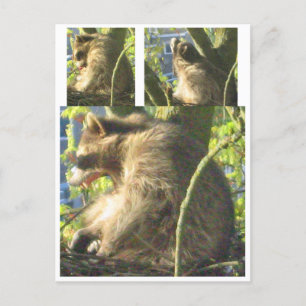 Raccoon Yawning Postcard Postkarte