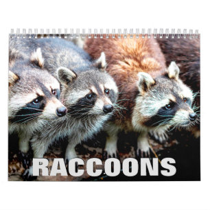Raccoons 2022 Wall Calendar Kalender