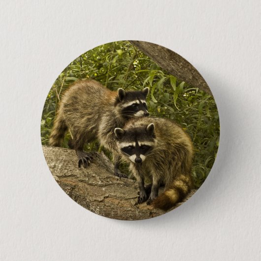 Raccoons Button (Vorderseite)