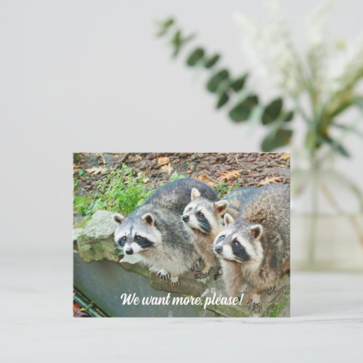 Raccoons Fragte für mehr Funny Postkarte (Stehend Vorderseite)