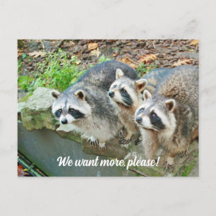 Raccoons Fragte für mehr Funny Postkarte