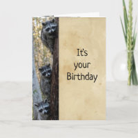 Raccoons & I Here to Wish Happy Birthday Spaß