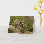 Raccoons Karte (Gelbe Blume)