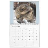 Raccoons of Wild Blue Yonder Kalender (Feb 2027)