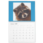 Raccoons of Wild Blue Yonder Kalender (Jan 2027)