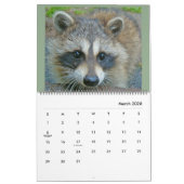 Raccoons of Wild Blue Yonder Raccoon Rescue Kalender (Mär 2026)
