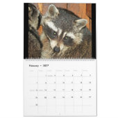 Raccoons of Wild Blue Yonder Wildlife Rescue Kalender (Feb 2027)