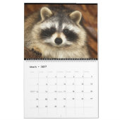 Raccoons of Wild Blue Yonder Wildlife Rescue Kalender (Mär 2027)