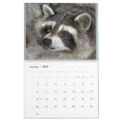 Raccoons of Wild Blue Yonder Wildlife Rescue Kalender (Jan 2027)
