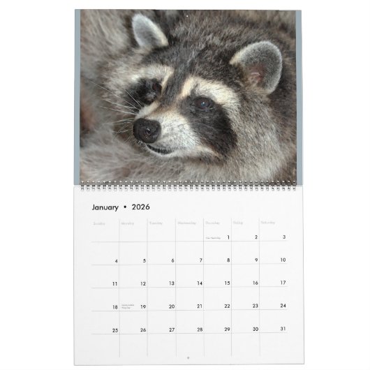 Raccoons of Wild Blue Yonder Wildlife Rescue Kalender (Jan 2026)