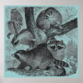 Raccoons Poster (Vorne)
