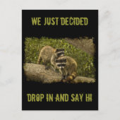 Raccoons Postkarte (Vorderseite)