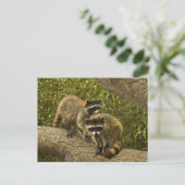 Raccoons Postkarte (Stehend Vorderseite)