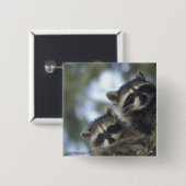 Raccoons Procyon Lotor), Fischsee, Central Button (Vorne & Hinten)