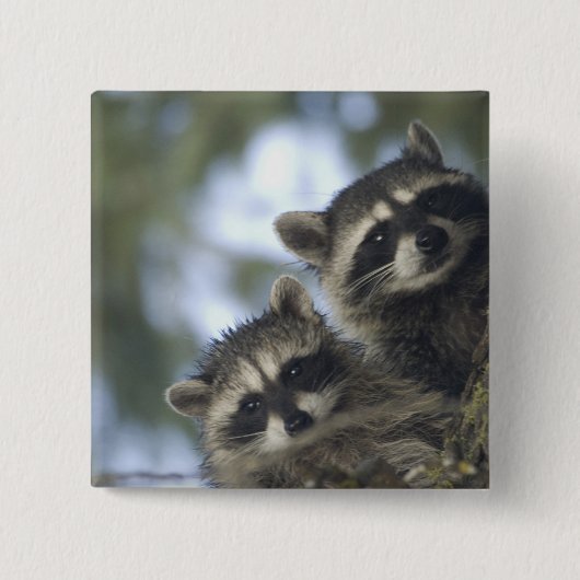 Raccoons Procyon Lotor), Fischsee, Central Button (Vorderseite)