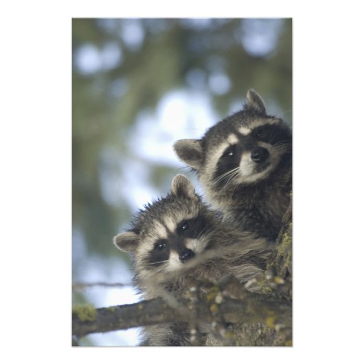 Raccoons Procyon Lotor), Fischsee, Central Fotodruck (Vorne)