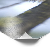 Raccoons Procyon Lotor), Fischsee, Central Fotodruck (Ecke)