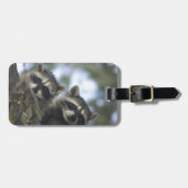 Raccoons Procyon Lotor), Fischsee, Central Gepäckanhänger (Vorderseite horizontal)