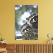 Raccoons Procyon Lotor), Fischsee, Central Leinwanddruck (Insitu (Wohnzimmer))