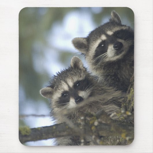 Raccoons Procyon Lotor), Fischsee, Central Mousepad (Vorne)