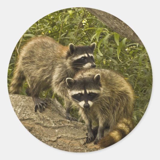 Raccoons Runder Aufkleber (Vorderseite)
