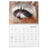 Raccoons Wall Calendar Kalender (Mär 2027)